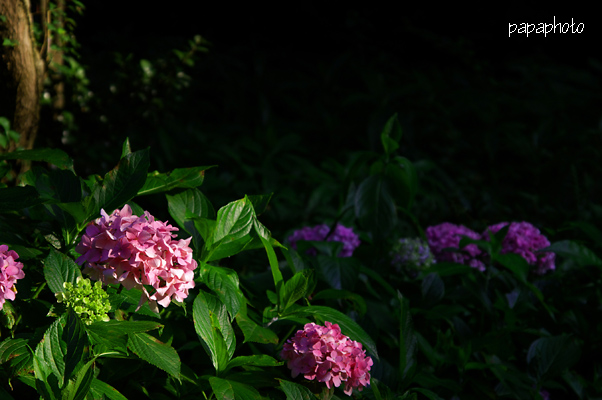 f0041908_1710054.jpg