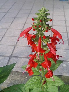 e0026017_22494972.jpg