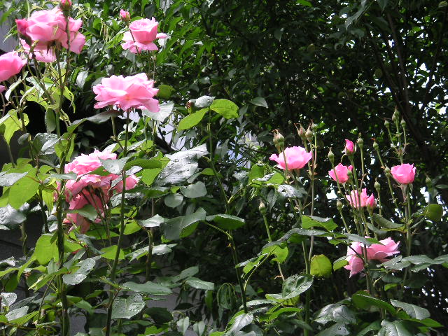 a0020929_22202163.jpg