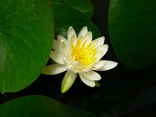 b0009029_12385611.jpg