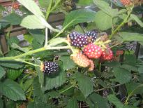 b0024439_7405865.jpg