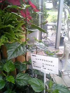 f0053847_217333.jpg