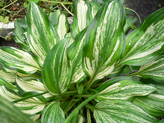 c0069048_74666.jpg