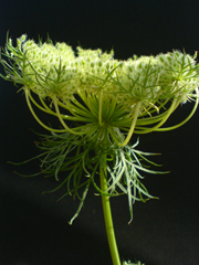 e0005548_054419.jpg