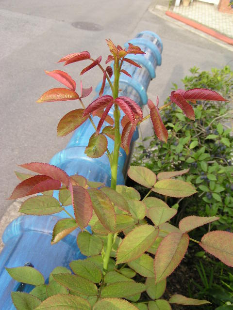 f0074659_231240.jpg