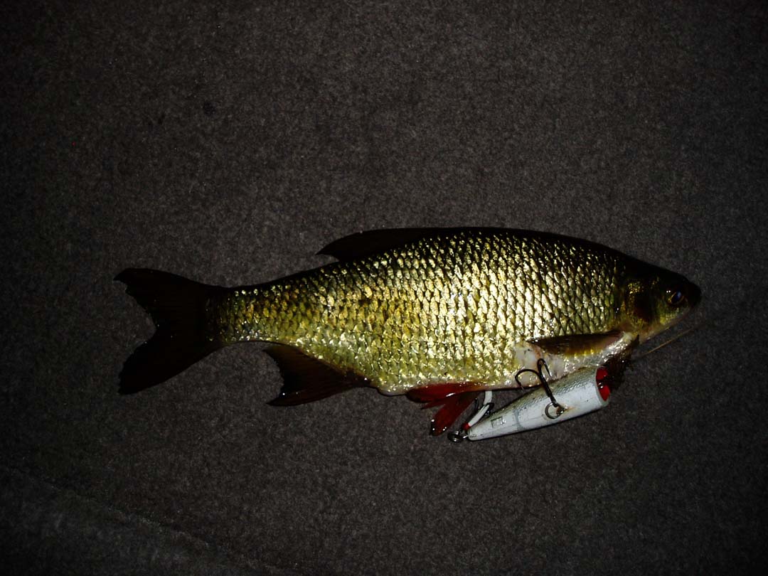 f0024887_23284484.jpg