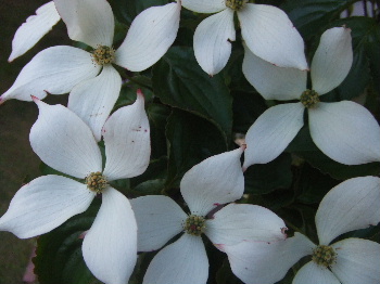 f0041606_2010599.jpg