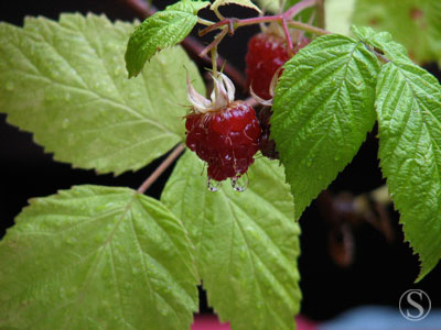 e0021328_23315360.jpg