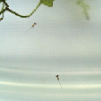 d0048332_8562671.gif