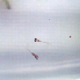 d0048332_856618.gif