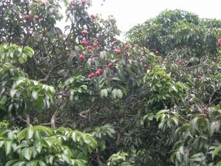 c0008439_17154582.jpg