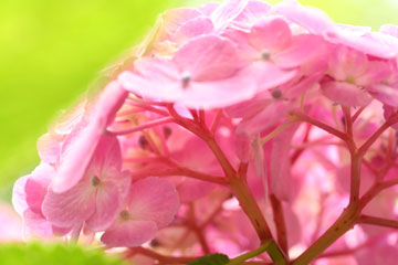 c0001445_6534371.jpg
