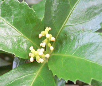 c0069048_6364479.jpg