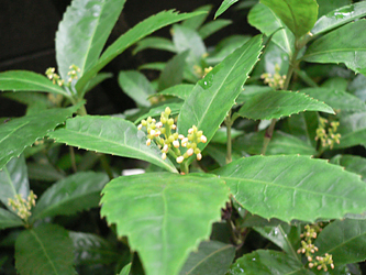 c0069048_6431629.jpg