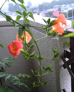 b0101263_13364426.gif