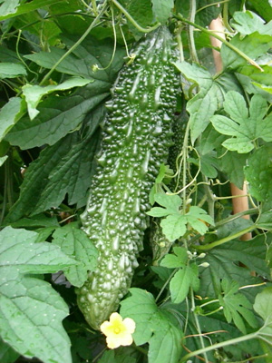 f0070493_16274186.jpg