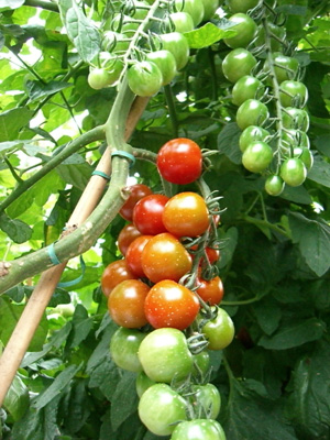 f0070493_16291344.jpg