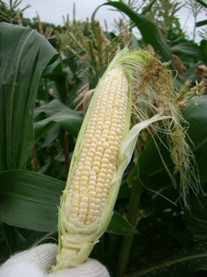 f0070493_16295580.jpg