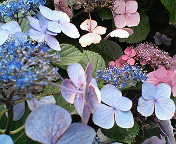 e0040804_10404977.jpg