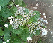 e0040804_1044342.jpg