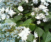e0040804_10453358.jpg