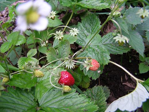 f0064906_2073099.jpg