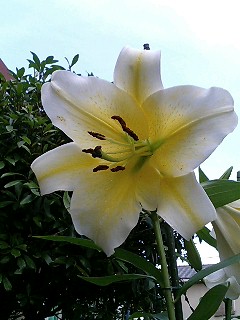 e0026017_23433027.jpg