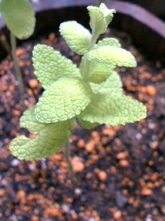e0034641_12123055.jpg