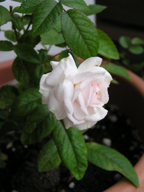f0074659_2214440.jpg