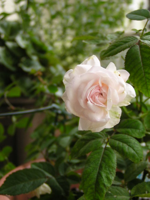 f0074659_2219497.jpg