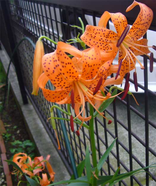 e0018604_152210.jpg