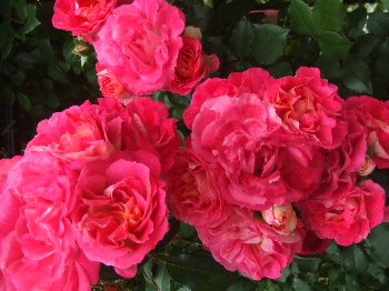 f0041606_20234613.jpg