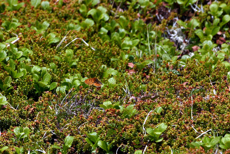 d0054625_010385.jpg