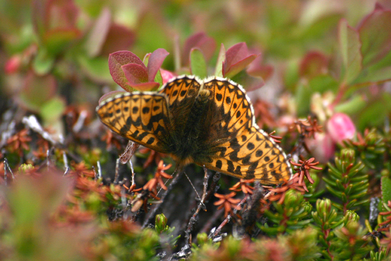 d0054625_0145249.jpg