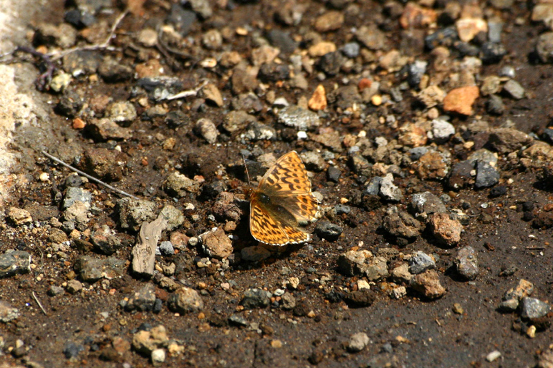 d0054625_044868.jpg