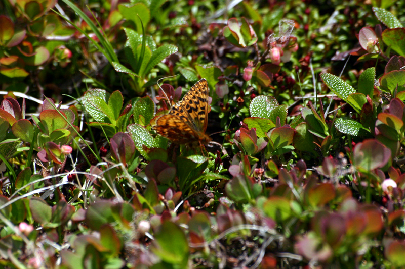 d0054625_06104.jpg