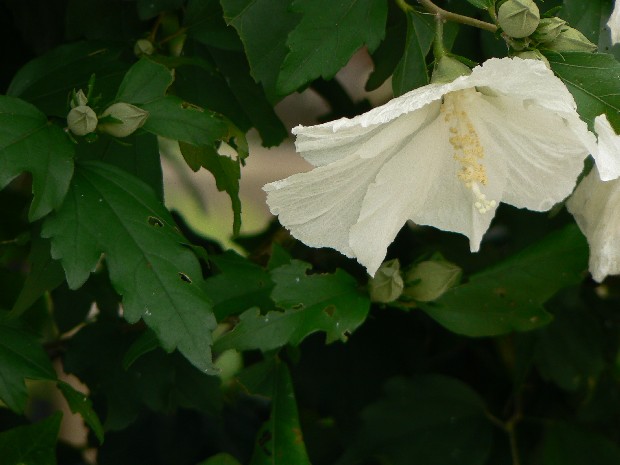 e0083238_22222077.jpg