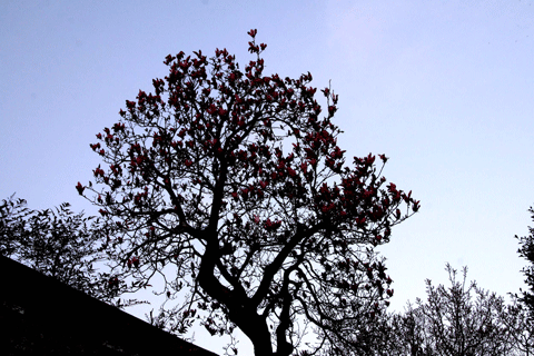 a0076043_22132162.gif