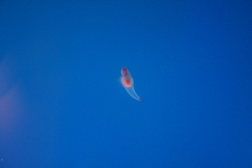 f0034007_1195763.jpg