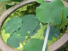 c0054118_2010592.jpg