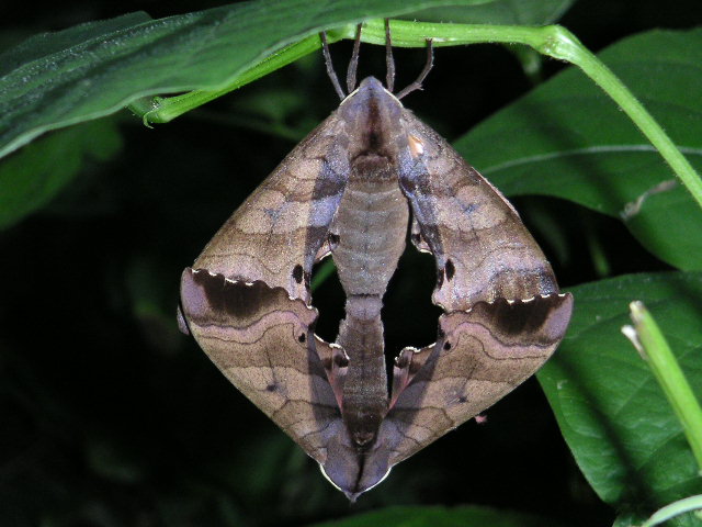 a0020929_8585312.jpg