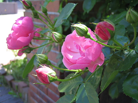 b0075046_20463746.jpg