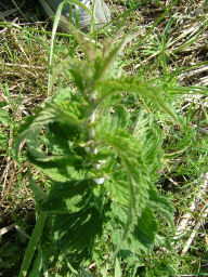 e0079166_5152296.jpg