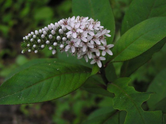 c0042869_2034222.jpg
