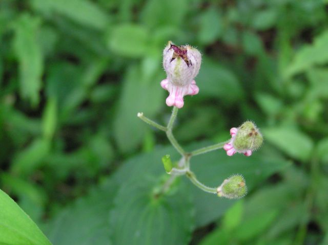 c0042869_20343984.jpg