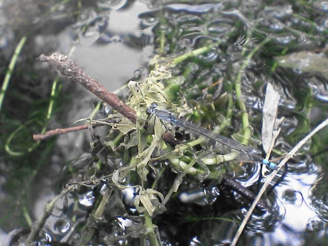 d0071507_712929.jpg
