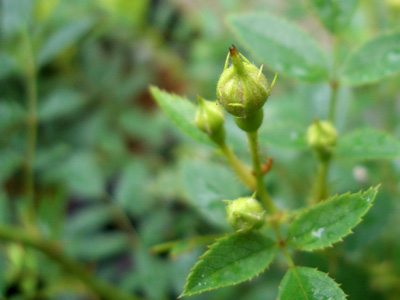b0000608_9282496.jpg