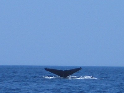 c0000816_1084196.jpg
