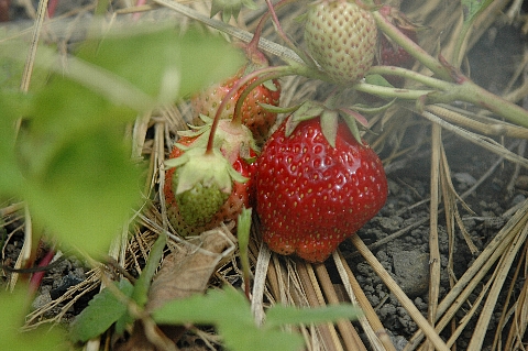 e0064128_19415331.jpg
