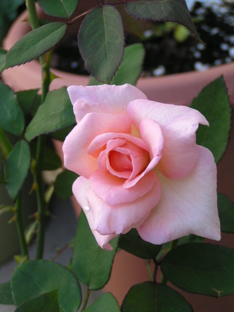 f0074659_22301267.jpg